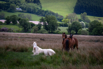 Horses in field