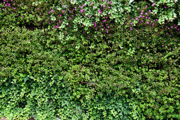 Fototapeta na wymiar Ivy leaf pattern on the wall