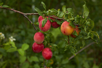 Obraz premium A bunch of ripe apricots on a branch. High quality photo