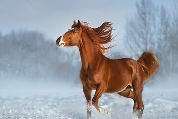 Fototapeta na wymiar Horse run in winter snow