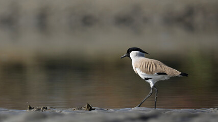 Close-up of a River Lapwing taking a stroll near a swamp which is in soft-focus in the midground of the image and shows symmetry with its natural habitat.