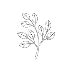 Branch, leaves, plant. Floral design elements. Vector illustration.