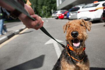 Dog in a collar on the background of the urban environment, sunlight, hot weather. Airedale Terrier...
