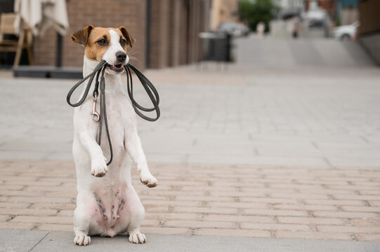 Lonely abandoned Jack Russell Terrier holds a leash in his mouth. Dog lost in the outdoors