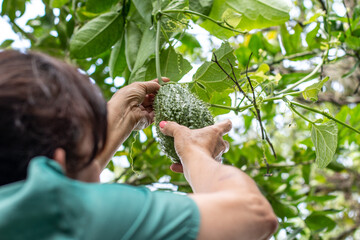 Woman harvesting a large chayote from her home garden. Creeper plants.