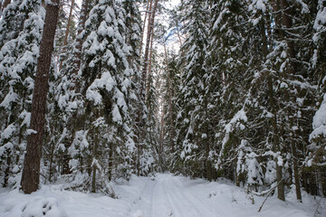 Beautiful winter landscape. Road in snowy forest.