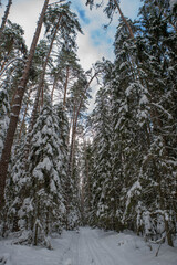 Beautiful winter landscape. Road in snowy forest.