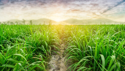 Agriculture, Sugarcane field at sunset. sugarcane is a grass of poaceae family. it taste sweet and...