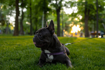 french bulldog lies in the park on the grass against the background of the whistling sun