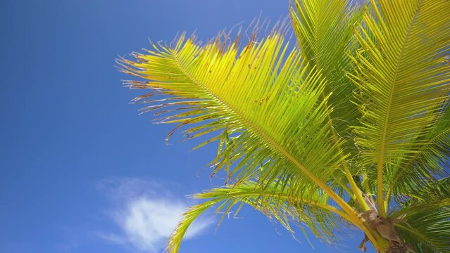 Tall palm trees of France beach. Palm tree against the sky. Green leaves and blue sky background. Palm branches like bird feathers. no motion camera.