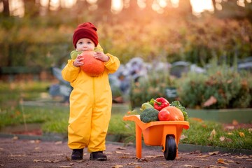 a child in yellow overalls drives a toy car with vegetables against the backdrop of a vegetable...
