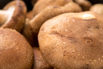 生椎茸のアップ画像
