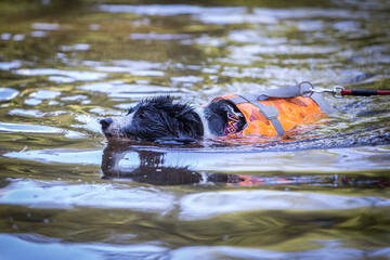 Border collie swimming in a swim suit