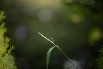 夏に憩う蜻蛉