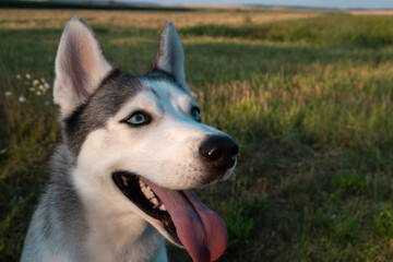  Portrait of husky dog looking at someone outdoor. Copy space.