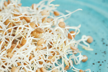Lentil sprouts on a blue plate. Sprouting seeds, healthy food. Close-up. Selective focus.