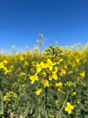 Blühender Raps unter blauem Himmel