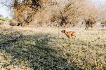 A view of a Hungarian Vizsla dog. Hungarian Vizsla dog running on the yellow frozen dry ground with a swamp in the background.