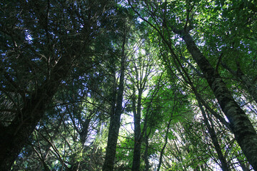 Fototapeta premium trees in the woods