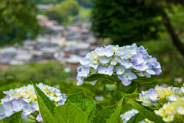 薄い紫の紫陽花