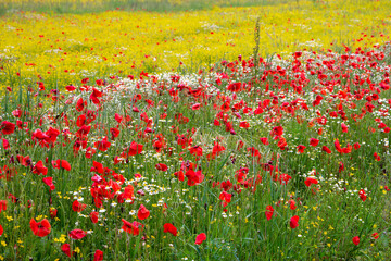 A Field of Spring Flowers in Castiglione del Lago