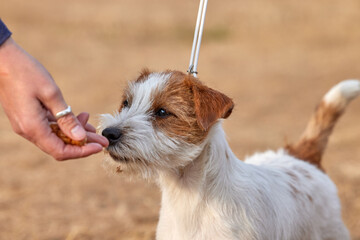 Head shot of a Jack Russell puppy in a training session at ringcraft class, taking a treat from owner's hand