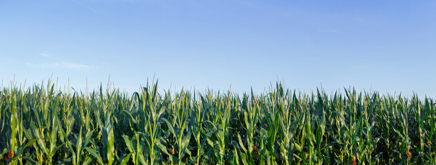 Corn crops field panorama with blue sky