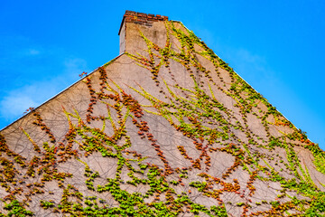 Facade of an old town house overgrown with shoots of five-leaved ivy (Parthenocissus quinquefolia), a flowering plant in the grape family. Colorful leaves growing on the wall in warm evening sunlight.