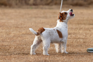 A Jack Russell Terrier puppy in training at ringcraft classes, looking up at owner with tongue out