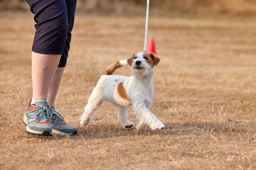 A tan and white rough coated Jack Russell Terrier puppy in training at ringcraft classes
