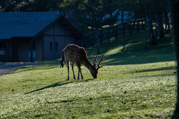 Fototapeta na wymiar 奈良公園の鹿