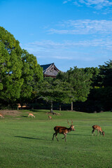 奈良公園の鹿