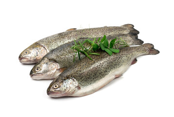 Raw Trout Isolated