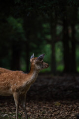 奈良公園の鹿