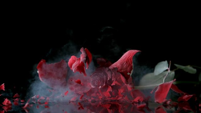 Super slow motion of falling head of red rose, frozen by liquid nitrogen. Beautiful flower abstract shot with flying fragments pieces of frozen petals. Filmed on high speed cinema camera, 1000fps.