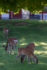 奈良公園の鹿