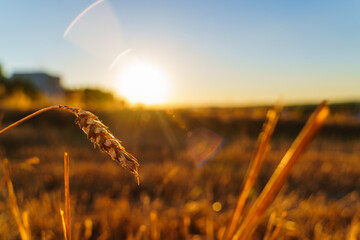 Obraz premium Close-up of a lone spikelet among the stubble at sunset against the background of the evening sun on the horizon, a background image of a hot summer evening, harvesting, survival
