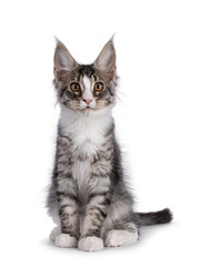 Cute silver Maine Coon cat kitten, sitting up facing front. Looking towards camera. Isolated on a white background.