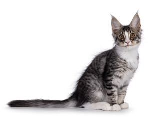 Cute silver Maine Coon cat kitten, sitting up side ways. Looking towards camera. Isolated on a white background.