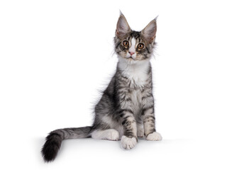 Obraz premium Cute silver Maine Coon cat kitten, sitting up facing front on edge. Looking towards camera. Isolated on a white background.