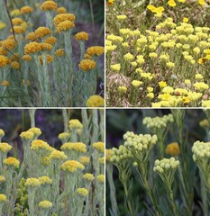 Four Types of Organic Immortelle Flower