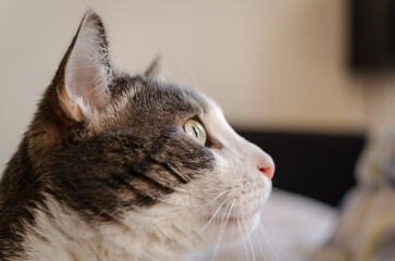 Portrait of a pet gray and white cat. A close-up portrait of a gray and white European domestic cat in its environment.