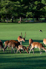 奈良公園の鹿