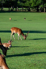 奈良公園の鹿