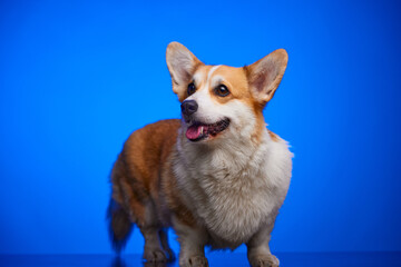 A happy Welsh Corgi Pembroke dog smiling against an isolated blue background. Place for advertising.
