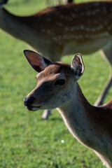 奈良公園の鹿