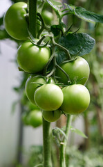 Green tomatoes on the branch grown in the greenhouse.