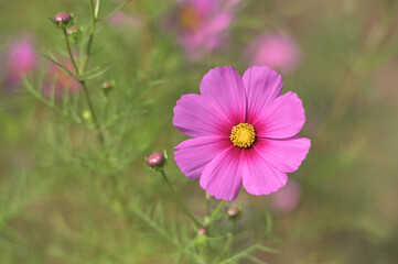 日本の秋の代表的な花秋桜