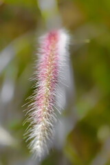 Obraz premium plante