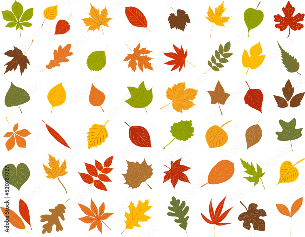 Wall mural autumn leaves set in flat style, isolated, vector